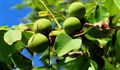 راهنمای خرید پربارترین نهال گردو بذری ایرانی