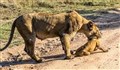 تلاش جالب مادر برای نجات فرزندش از مرگ!