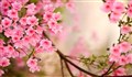 ترانه  «کاروان بهار»/ حمید غلامعلی