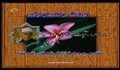 محمد هلیل - تلاوت مجلسی سوره مبارکه بقره (صوتی)
