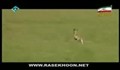 شکار غزال تامسون