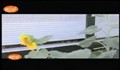 قاطینگا و پاتینگا در شهر _ بخش دهم