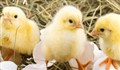 مراحل تبدیل نطفه به جوجه