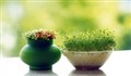 درست کردن سبزه عدس هفت سین
