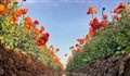 مناجات شب زنده داران