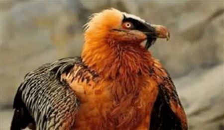 "هما" میهمان عقاب شد؛ به صرف خوراک بره!