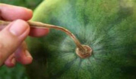 دوچرخه‌سواری با هندوانه‌ای ۴۰ کیلویی روی سر!