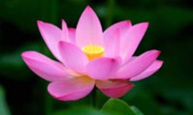 اسطوره شناسي نيلوفر آبي