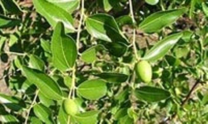 اسطوره شناسي سدر