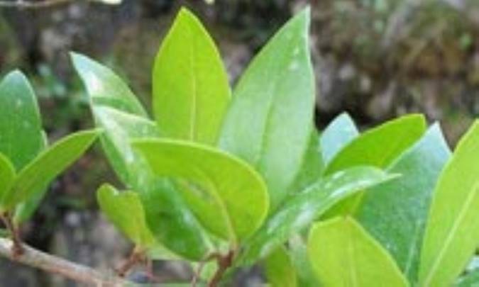 اسطوره شناسي مورت