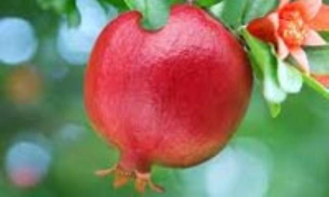 اسطوره شناسي انار