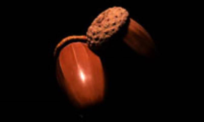 خواص بلوط