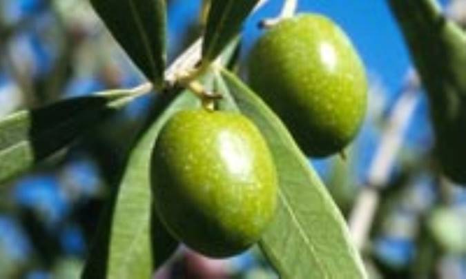 اسطوره شناسي زيتون