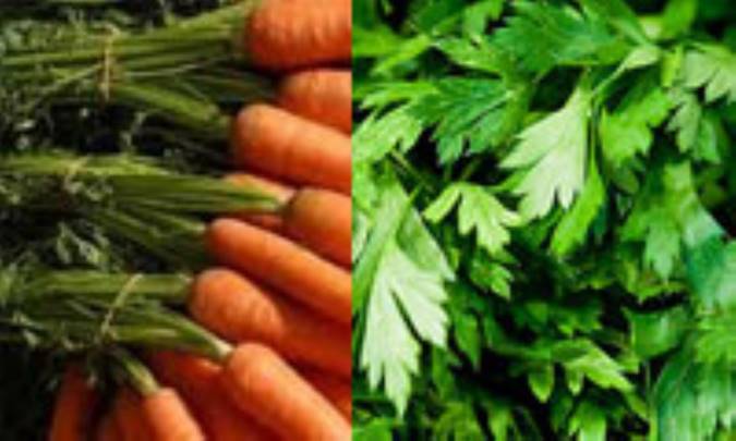 یک شام بلژیکی
