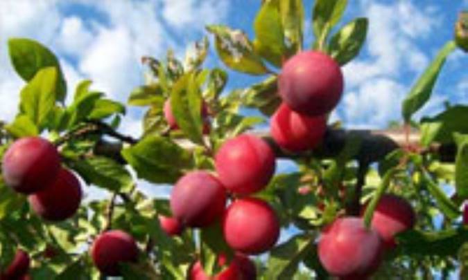 اگر یبوست دارید، آلو بخورید