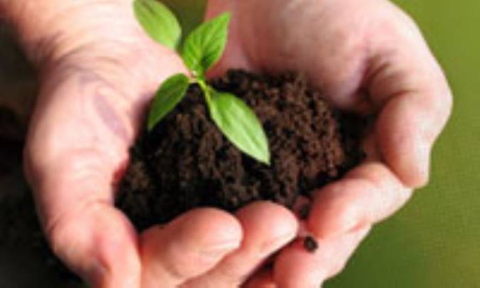 درختکاری در آموزه های اسلامی