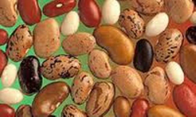 مقایسه 5 لوبیای پرمصرف
