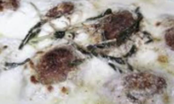 کبة لبنیة ( کبه با ماست )