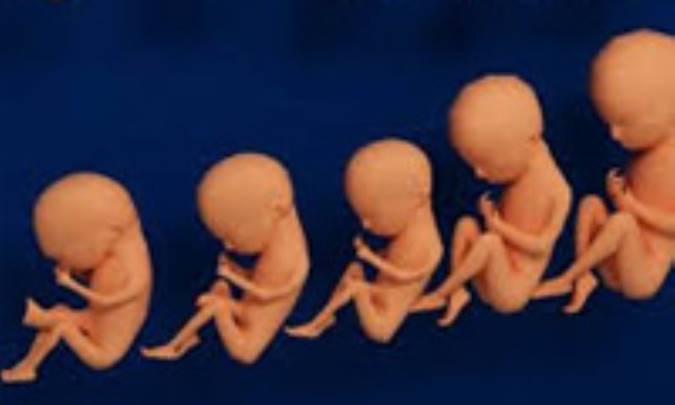 رشد و تکامل در روان شناسی رشد