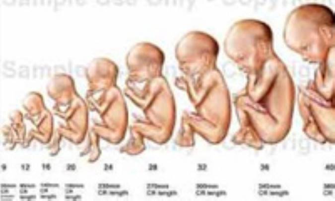 عوامل مؤثر در رشد و تکامل انسان (1)