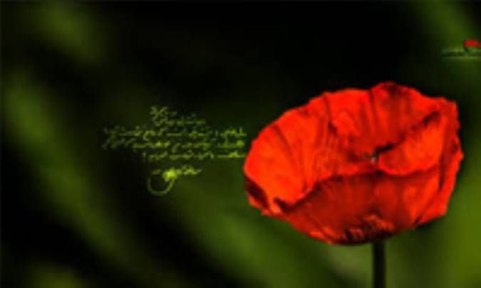 جلوه های شهادت طلبی (2)