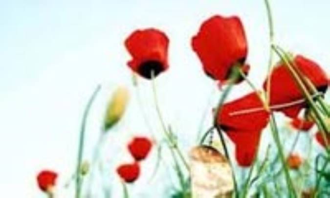 گل های باغ معرفت (1)
