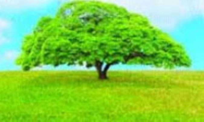 درخت، منبع انرژی
