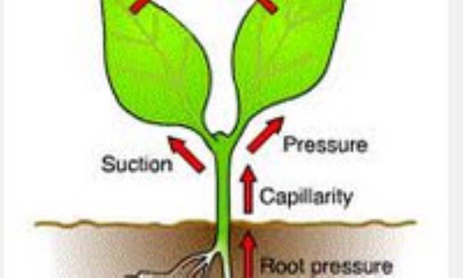 جریان آب در گیاه