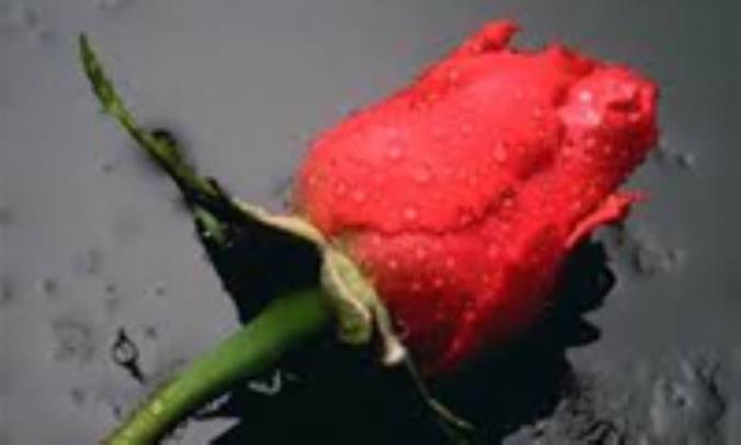 یک شاخه گل سرخ