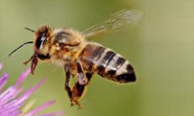 زنبور عسل مصنوعی