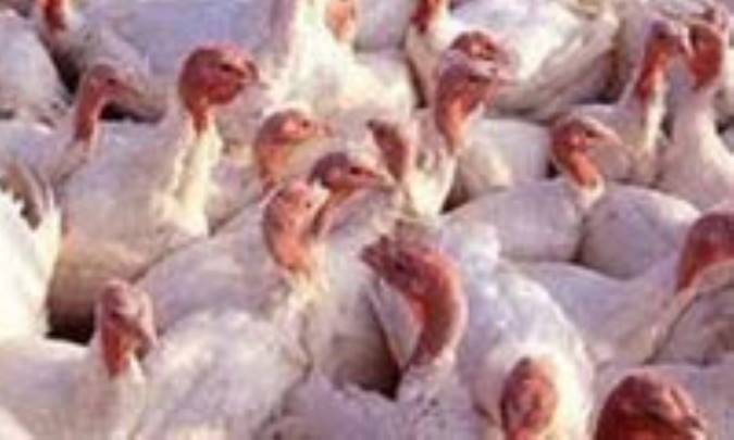 مرغ بوقلمونی