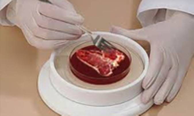 گوشت جدید را زیارت کنید