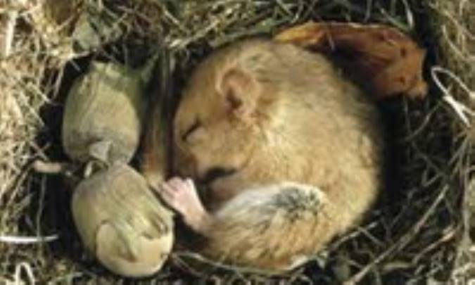 زمستان خوابی جانوران