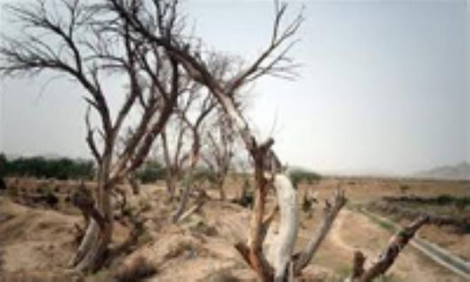 درختان در شرف نابودی
