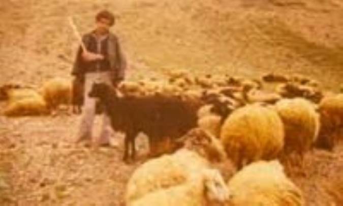 دامداري در ايران اسلامي