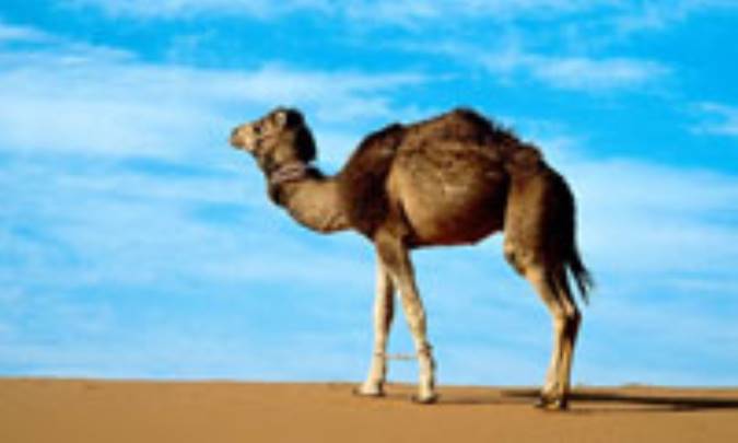 جمل؛ شتر يا طناب كشتي؟