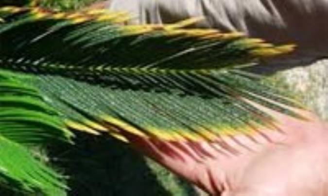 چرا به این گیاه میگن...