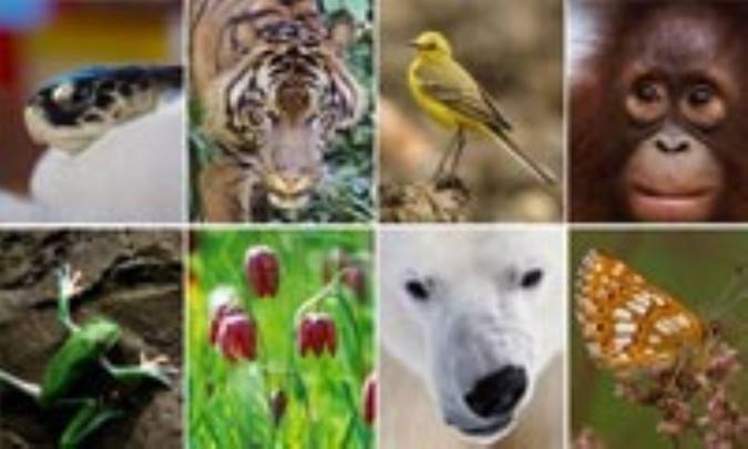 تنوع زیستی Biodiversity
