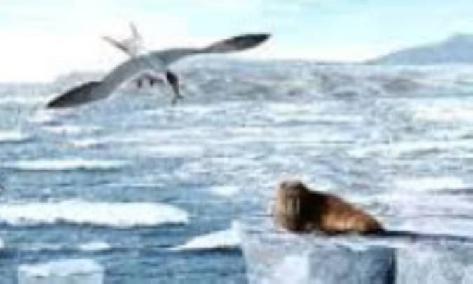 حقایقی درباره‌ی توندرا