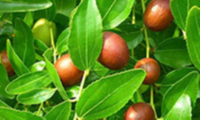 خواص دارويي گياه عناب
