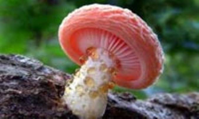 ویژگی‌های قارچ