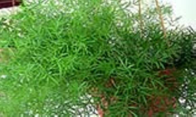 آسپارگوس