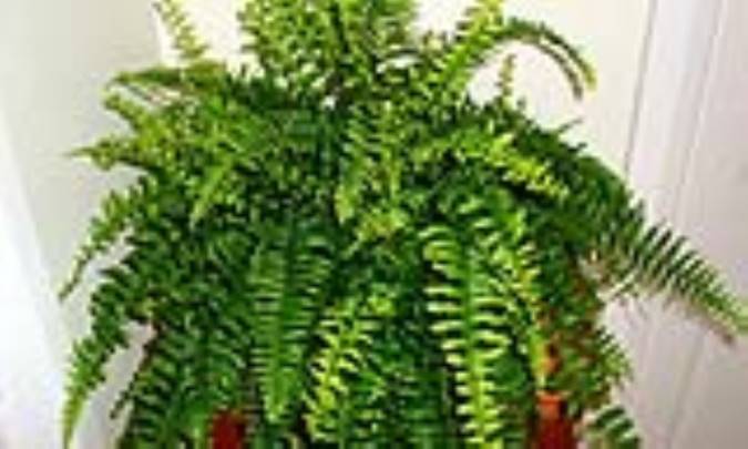 نفرولپيس