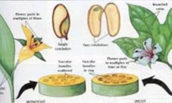 مقایسه تک لپه‌ای‌ها و دو لپه‌ای‌ها
