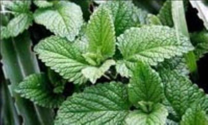 نقش صنعتي گياهان