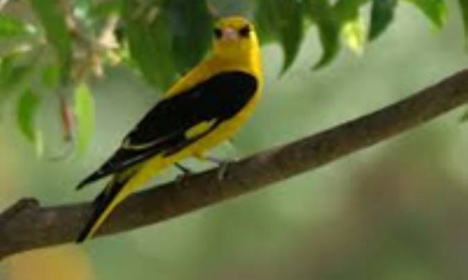 مرغ انجیر خوار و گل‌ها