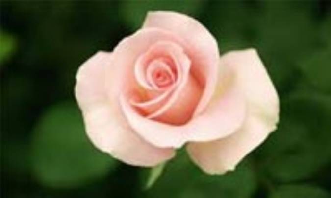 معنای زیبایی