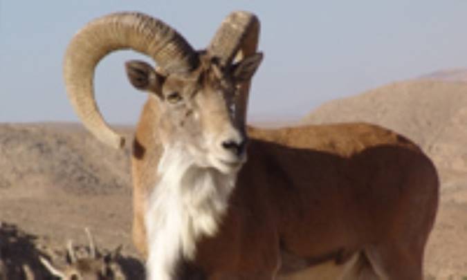 قوچ فربه بوکی