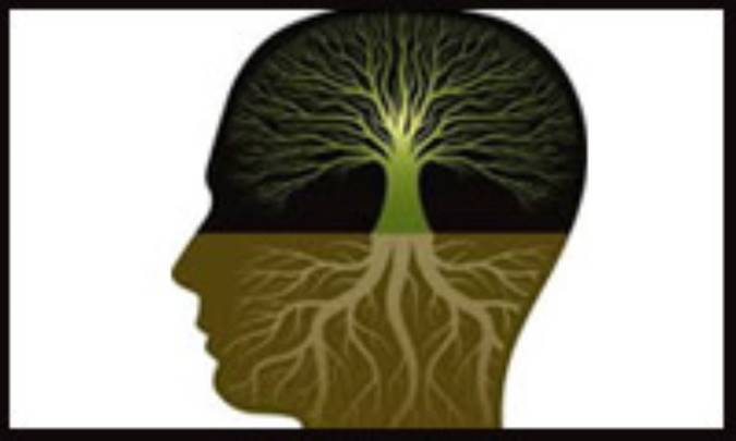 سازمان علیه دانش