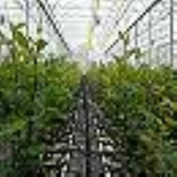 انواع گیاهان گلخانه‌ای